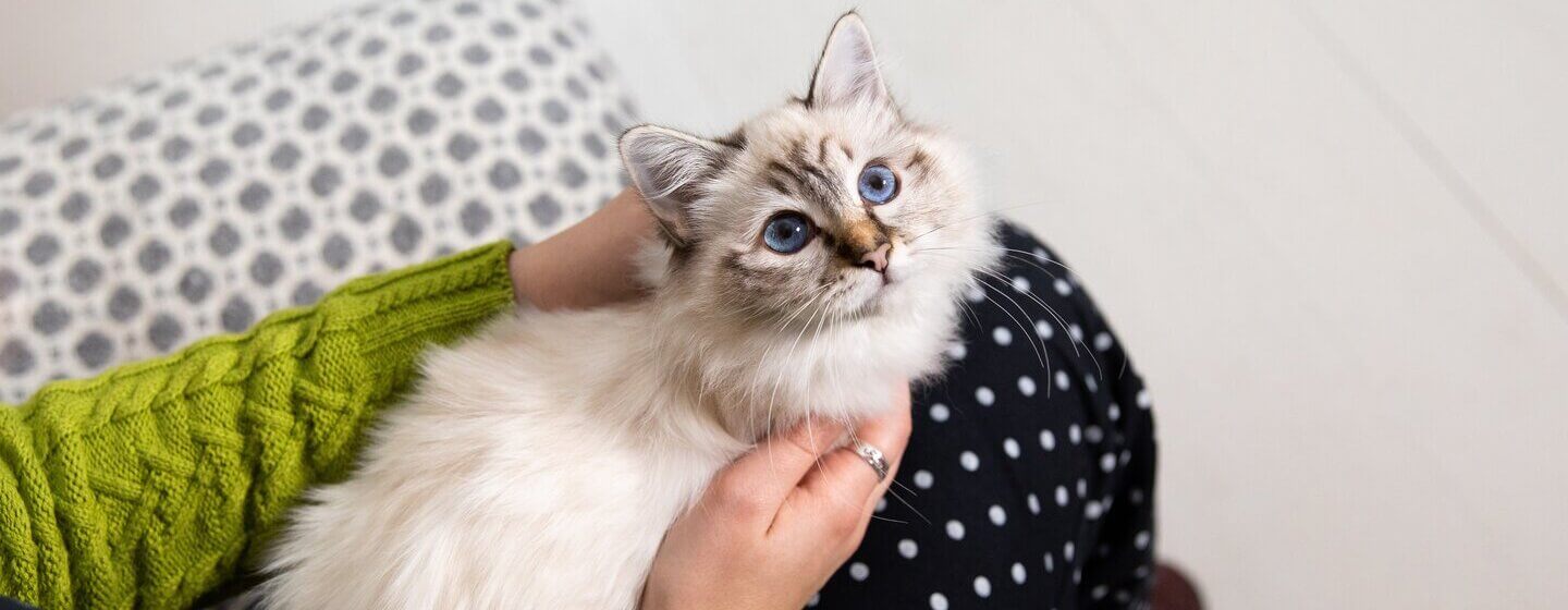 White cat with blue eyes