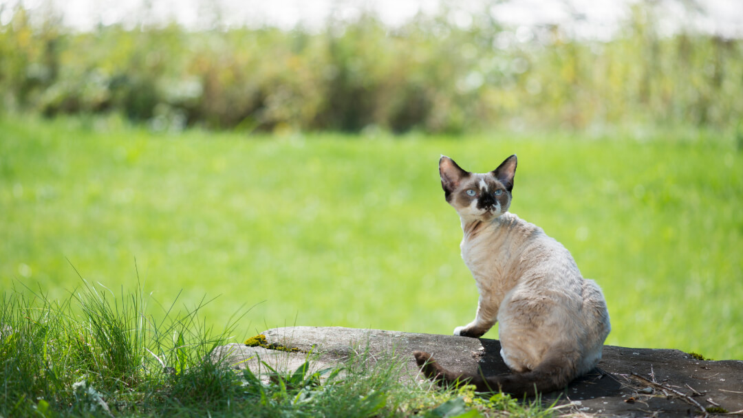 Cornish Rex sitting on a log.