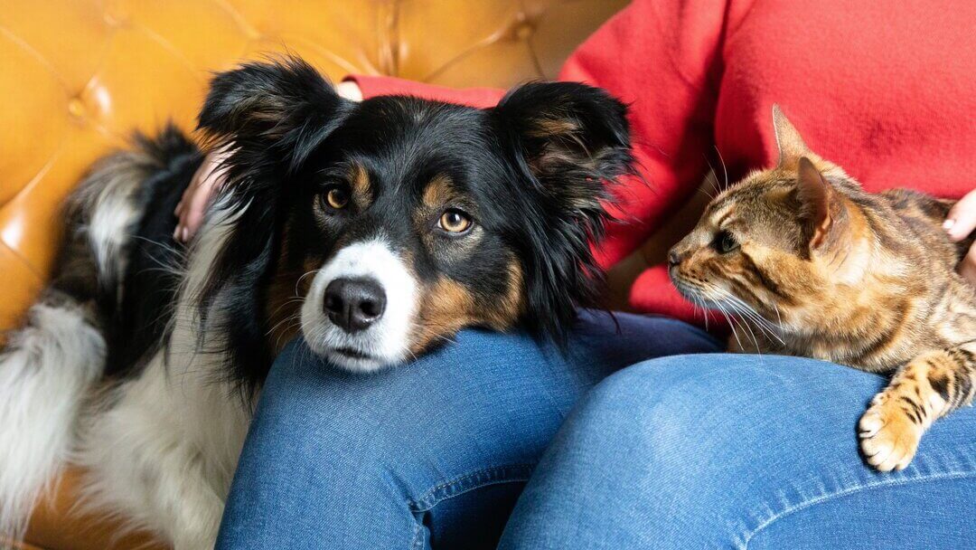 Cat and dog on owner's lap