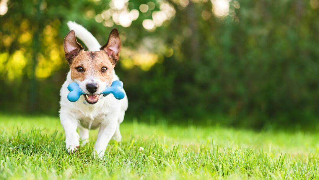Brown and white Jack Russell Terrier running towards camera with blue toy.