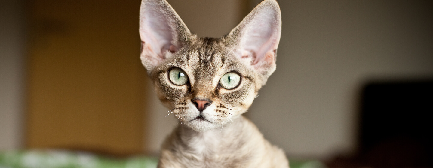 Cat sat in bed