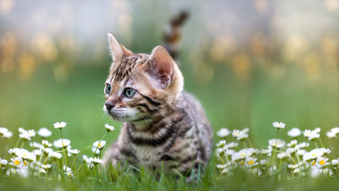 Bengal Kitten lying in the daisies.