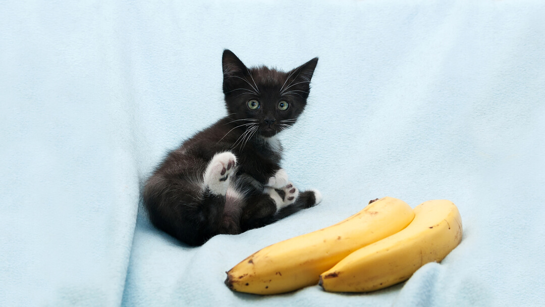 Small black kitten sitting next to bananas