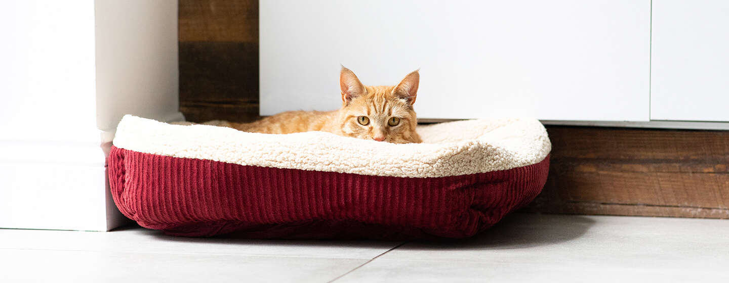 cara membantu kucing melahirkan