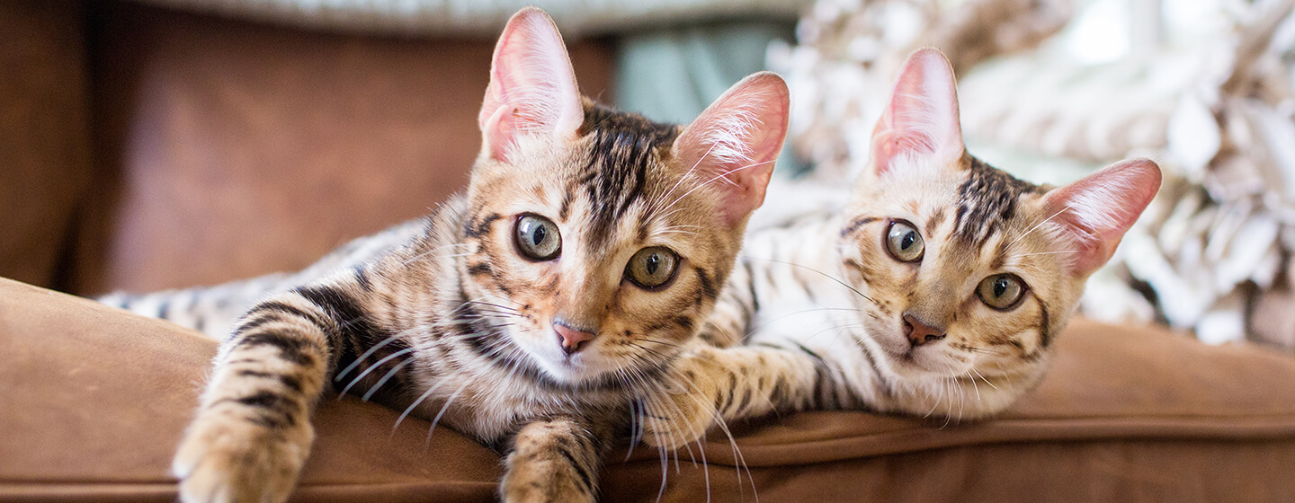  Two cats laying on sofa