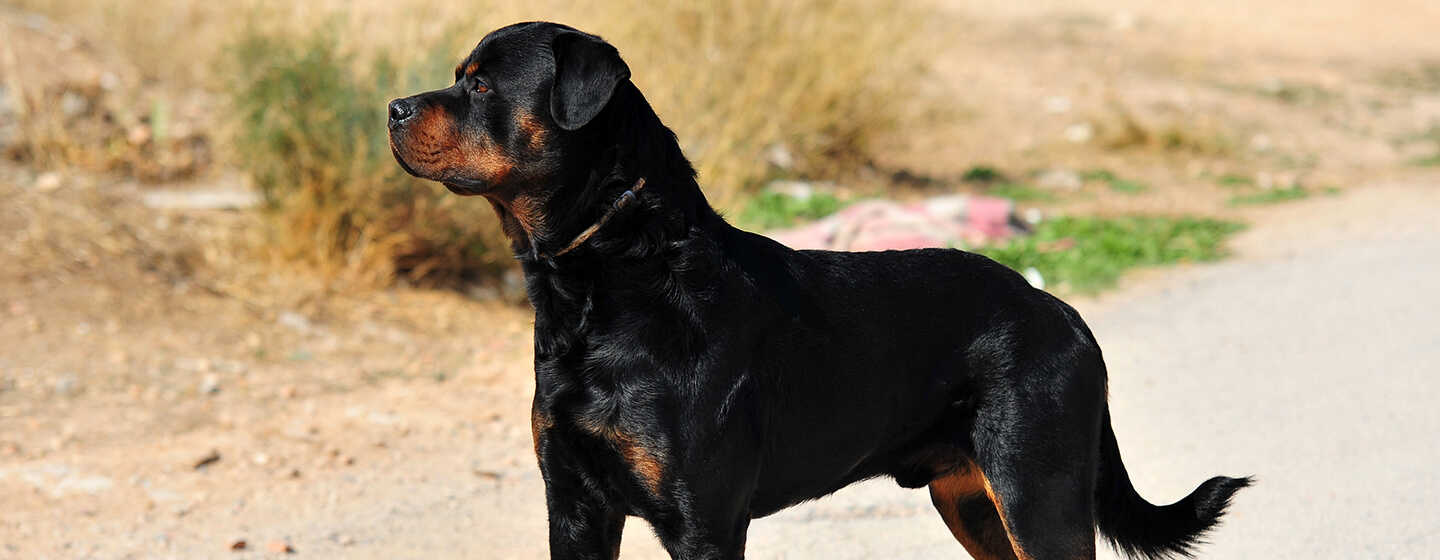 Dog looking into distance