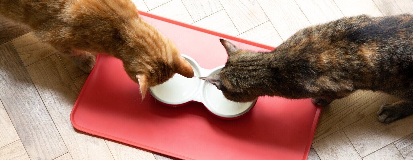 makanan kucing yang mengandung probiotik
