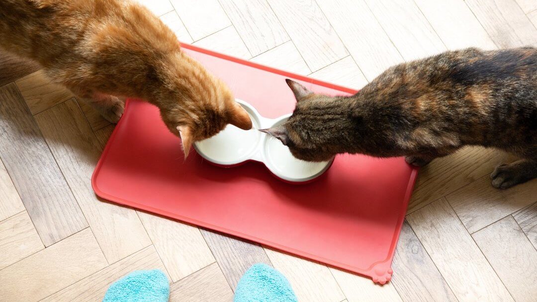 Cats eating from bowls