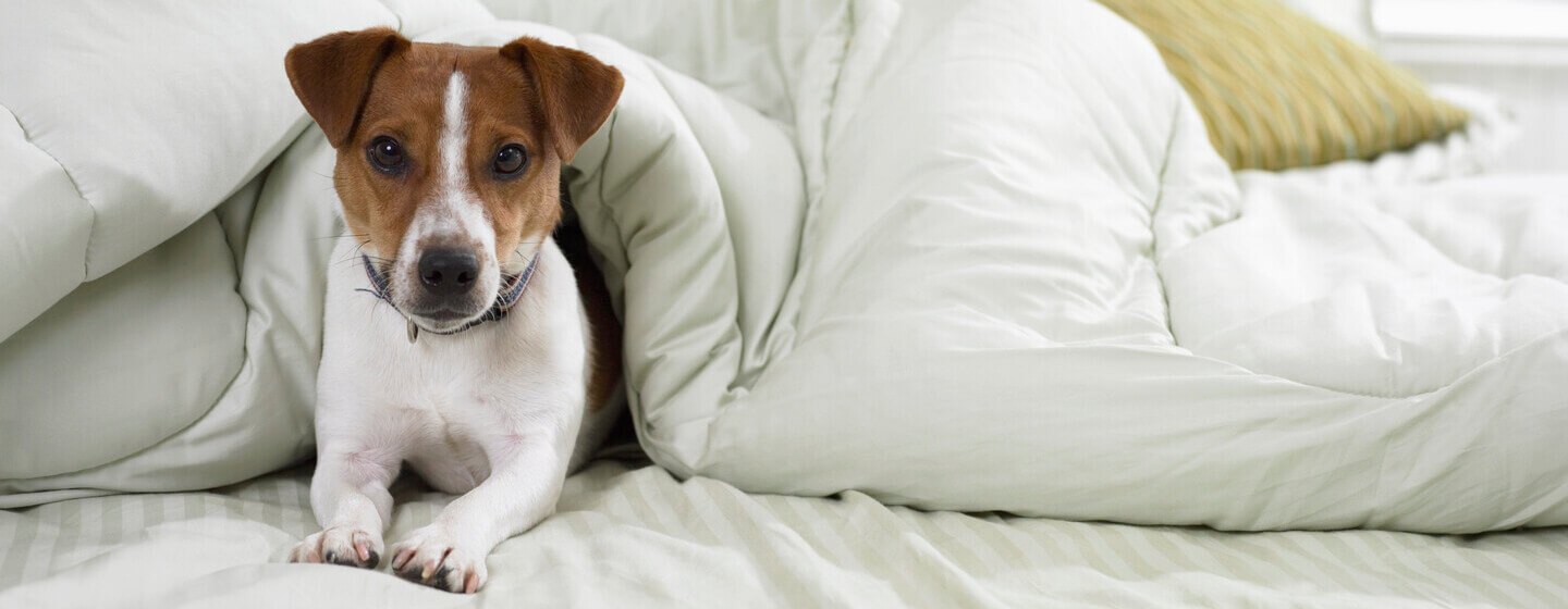 Jack russell lying under a duvet