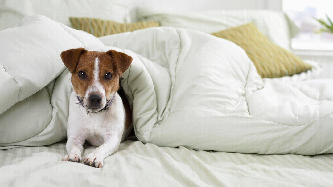 Jack russell lying under a duvet