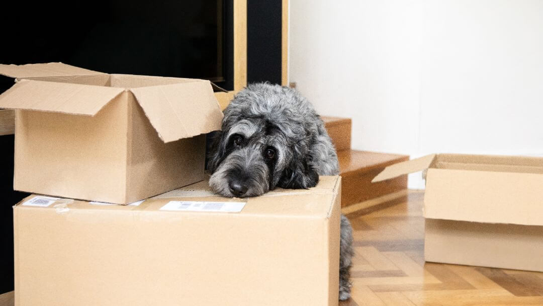 Dog lying on moving boxes.