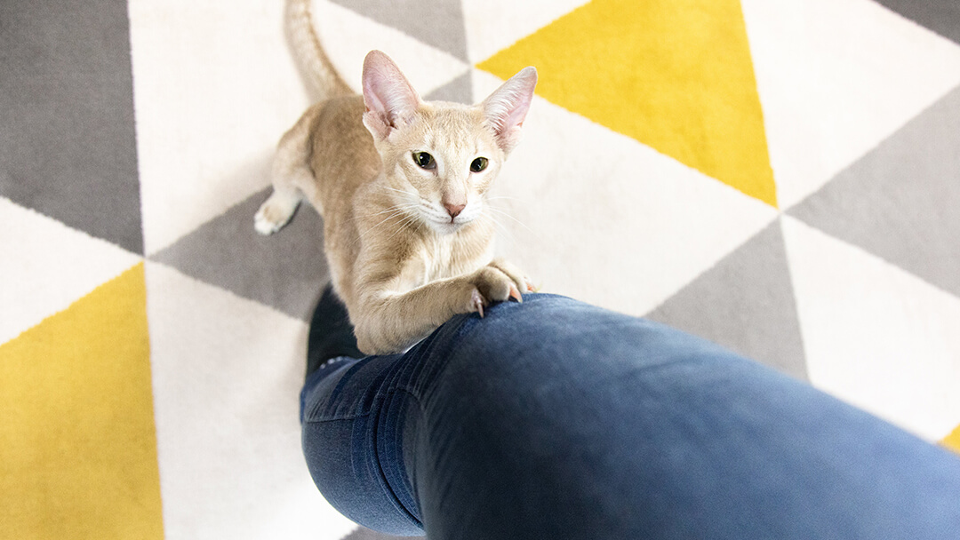 Cat clawing at owners leg