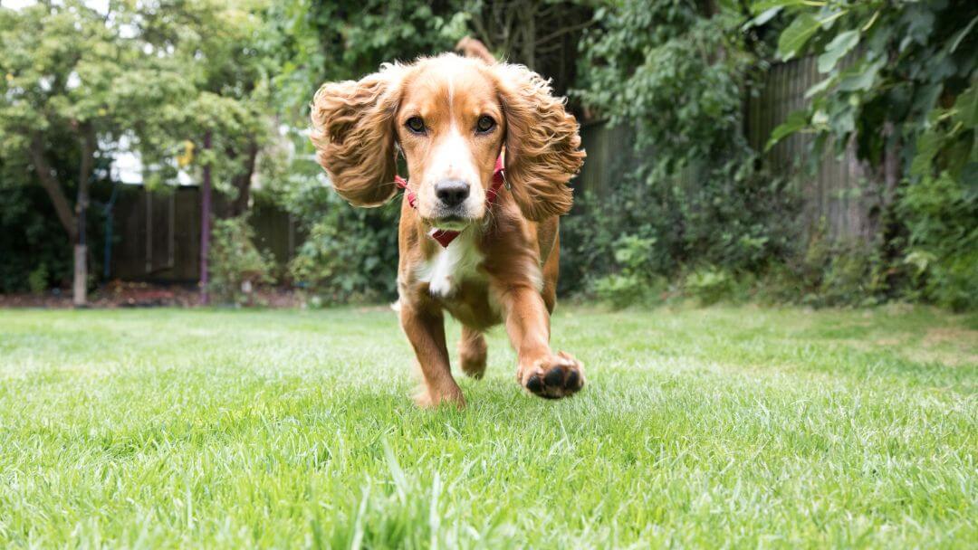 Puppy running in a garden