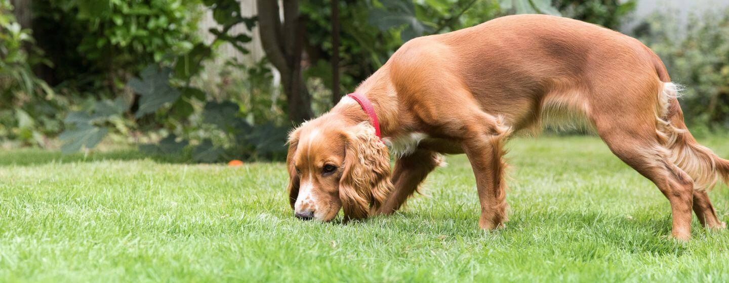 puppy sniffing grass