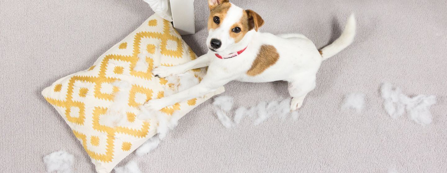 Puppy ripping up a pillow.