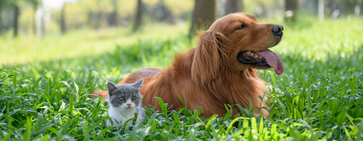 Small kitten sitting with dog in long grass