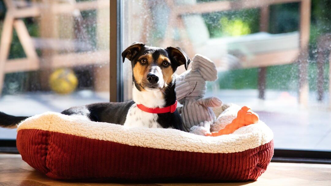 Dog waiting in basket