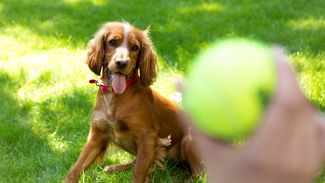 Dog playing catch with tennis ball