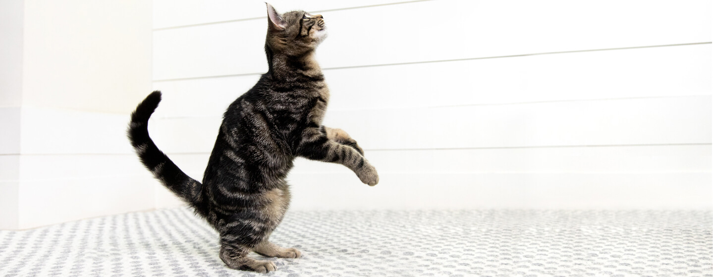 Cat preparing to jump