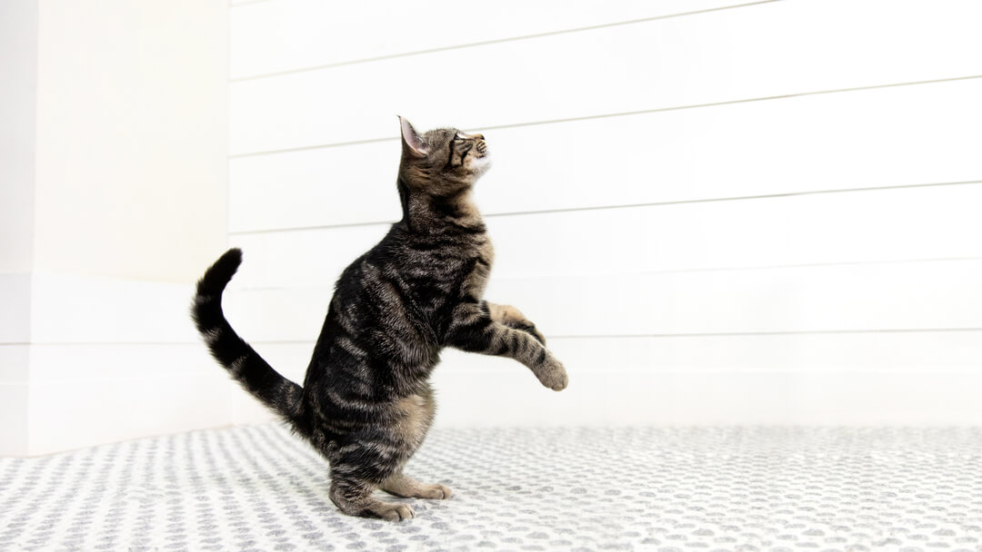 Cat preparing to jump