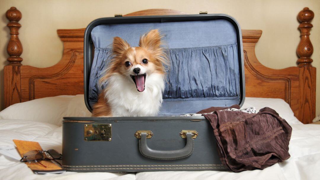 small dog yawning sitting in a suitcase