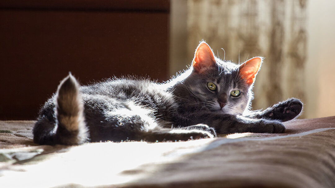 Cat laying on bed