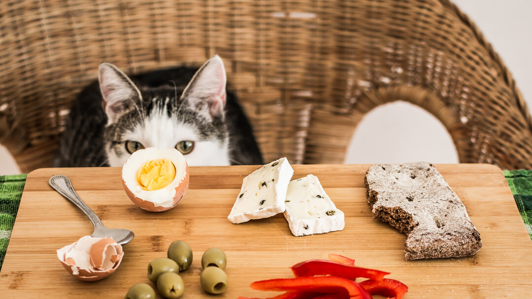 makanan kesukaan kucing