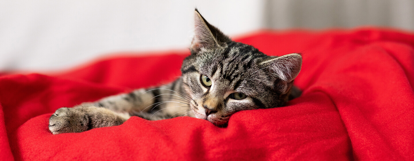 kitten in red blanket