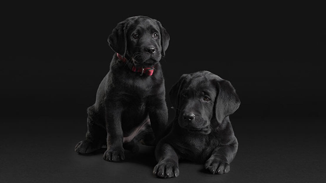 Pro plan labrador puppies