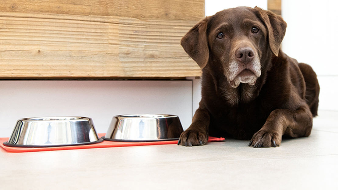 senior labrador laying next to bowl of food