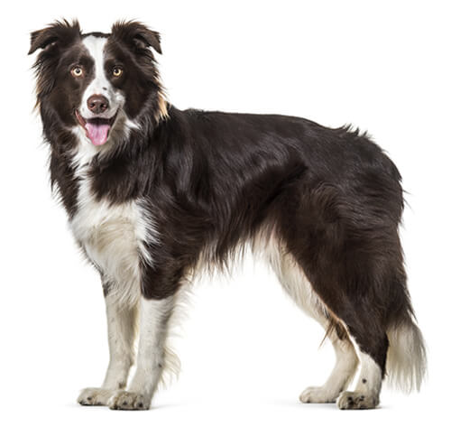 Informasi Jenis Anjing Border Collie | Purina