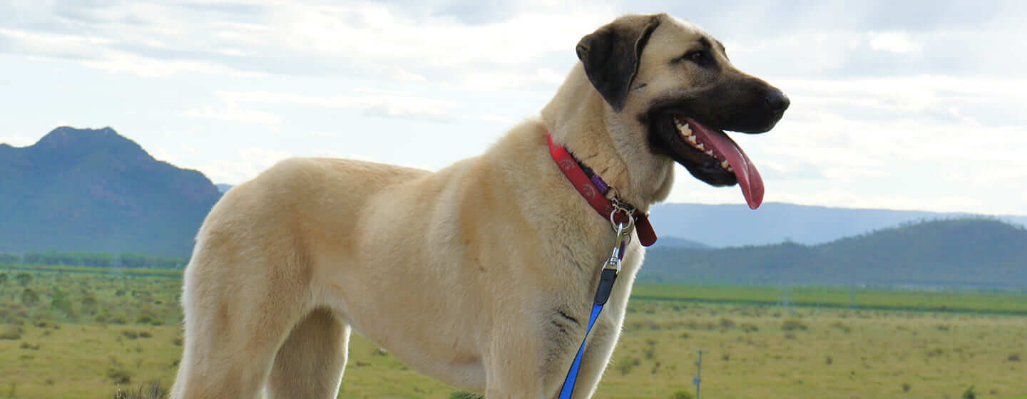 Dog standing in field with mountains in background