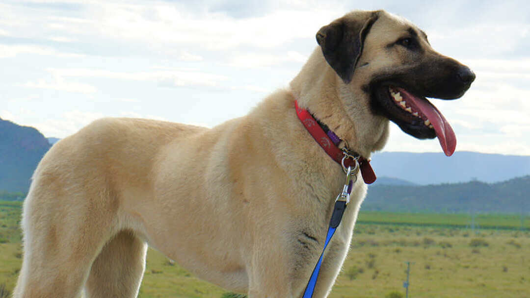 Dog standing in field with mountains in background