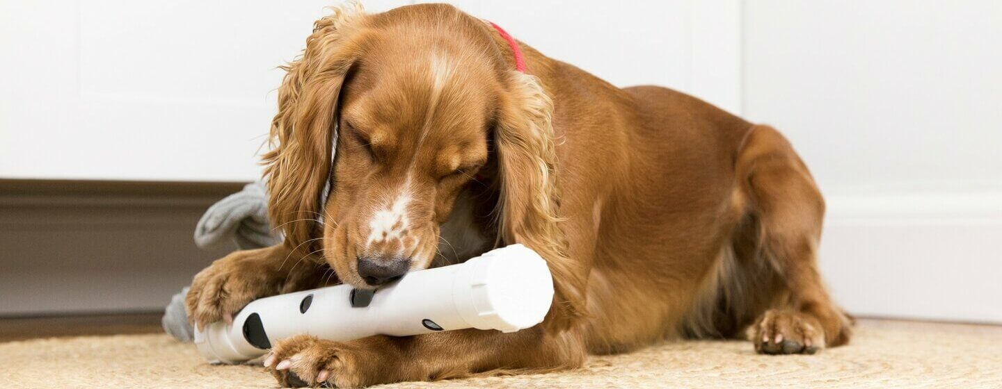 Brown Spaniel playing with toy, lying down.