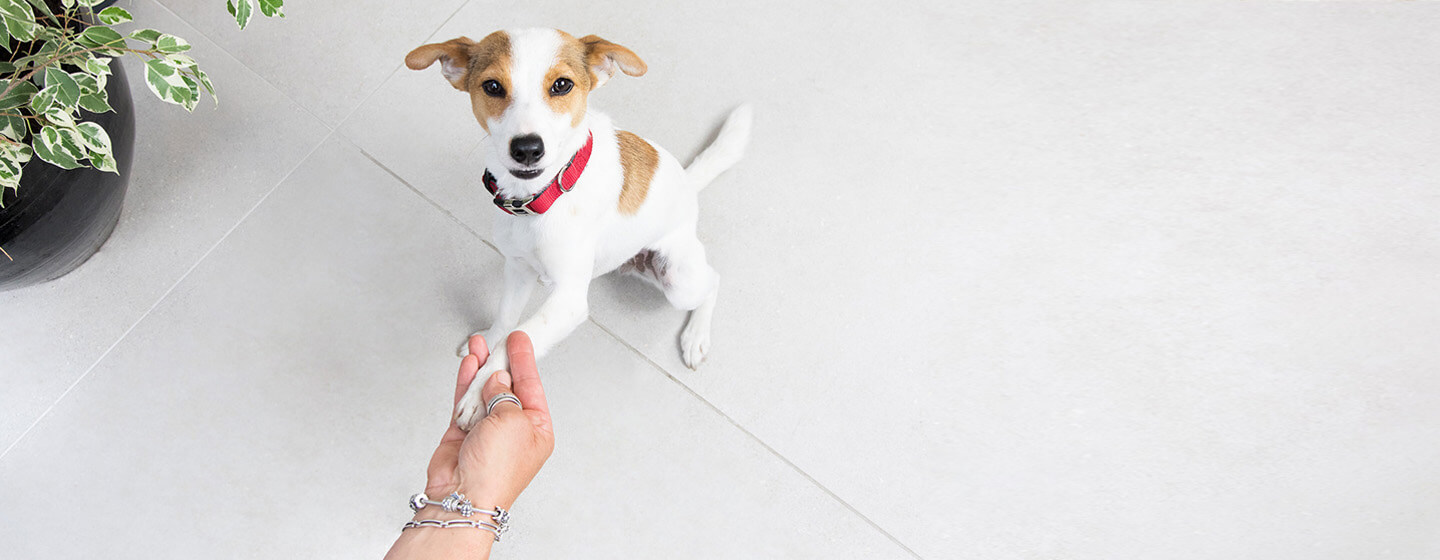 makanan anjing kecil, jenis makanan anjing