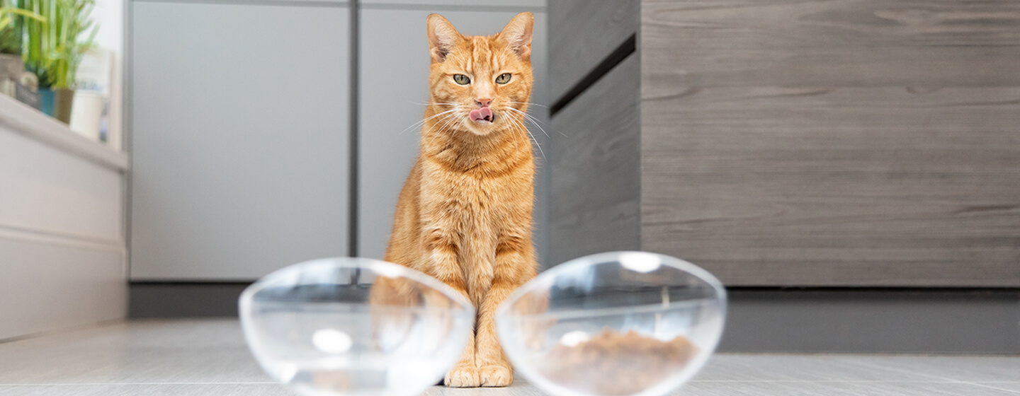 cat looking down at food bowls