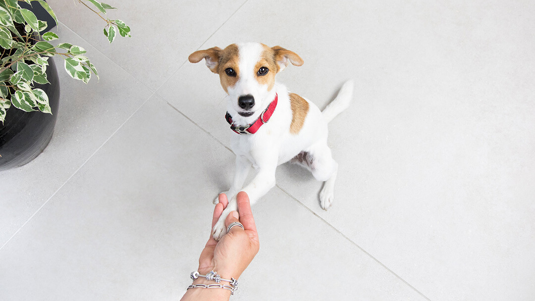 makanan anjing kecil, jenis makanan anjing