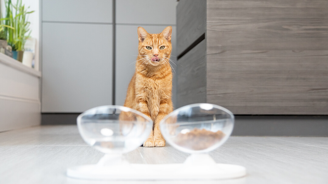 cat looking down at food bowls