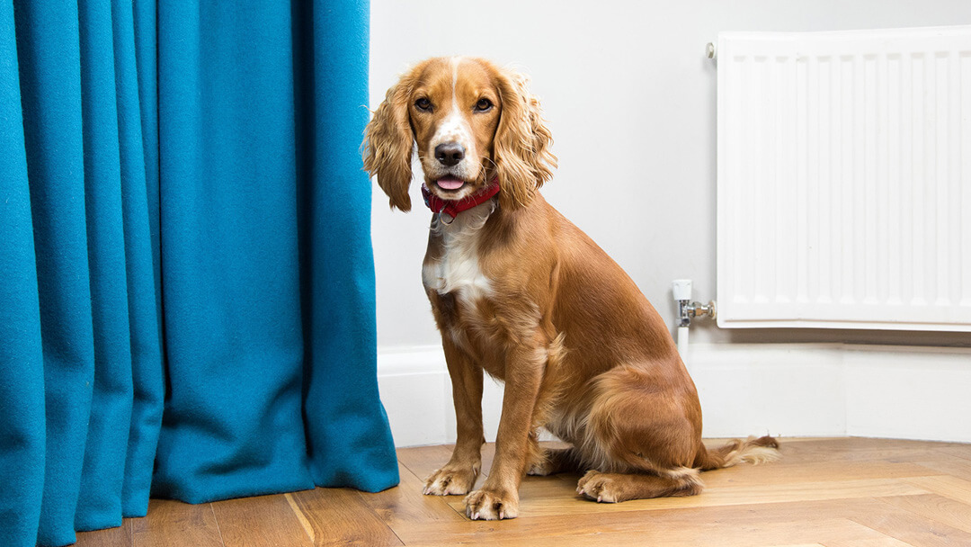 spaniel in front of a blue curtain