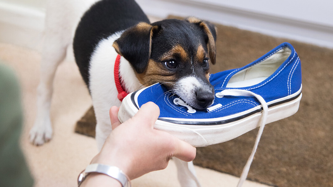 puppy chewing on blue shoe