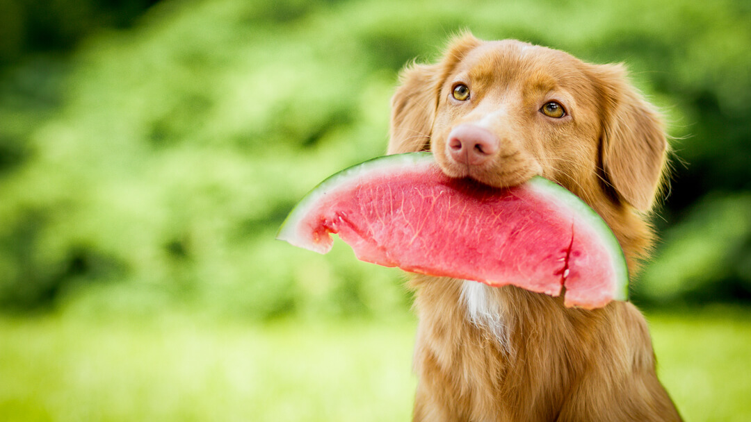 Dog holding watermelon piece in the mouth