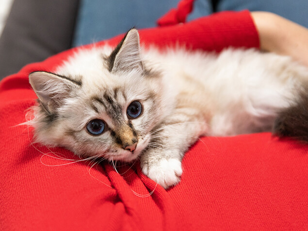 Double-signpost-desktop-kitten