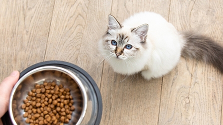 Product Listing Hero Cat Food Kitten Dry
