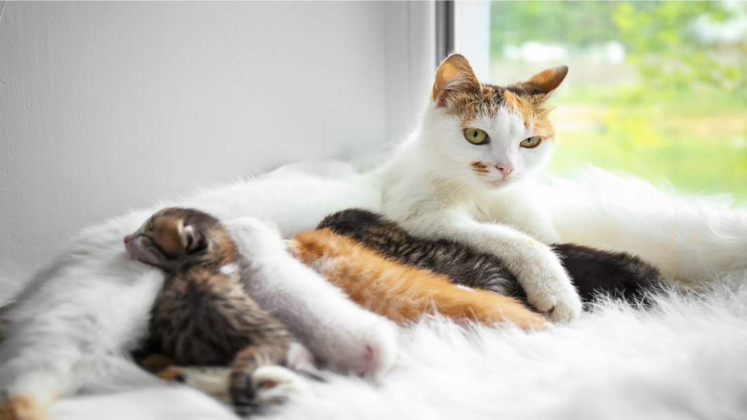 Makanan yang Dibutuhkan untuk Pertumbuhan Anak Kucing 