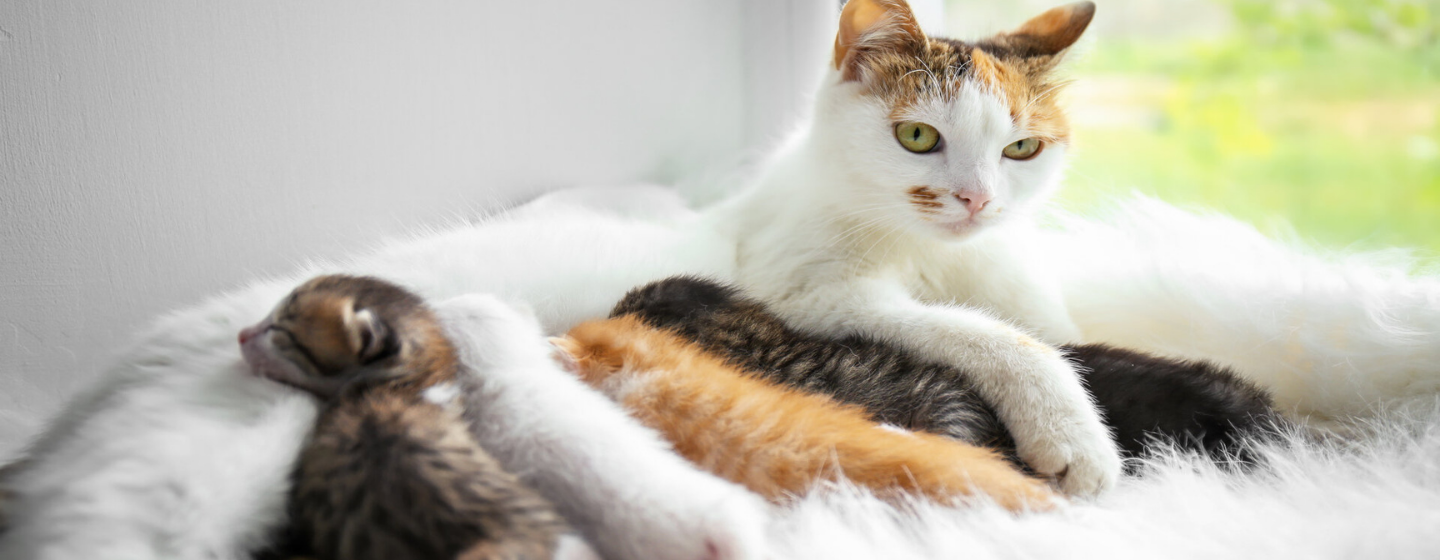 Makanan yang Dibutuhkan untuk Pertumbuhan Anak Kucing 