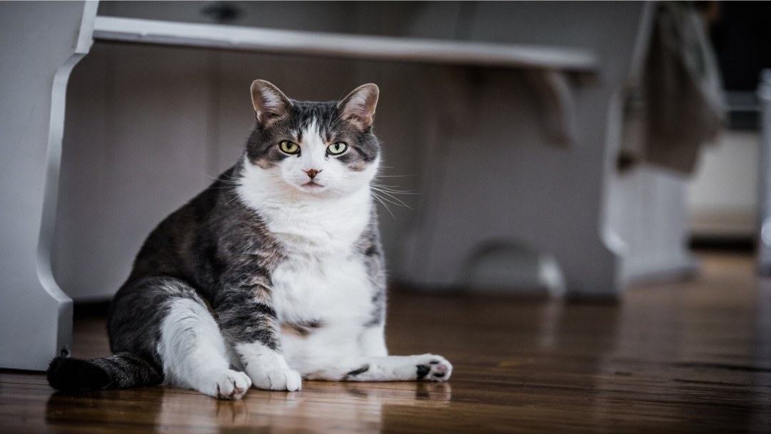 Mengenali Berat Badan Ideal Pada Kucing
