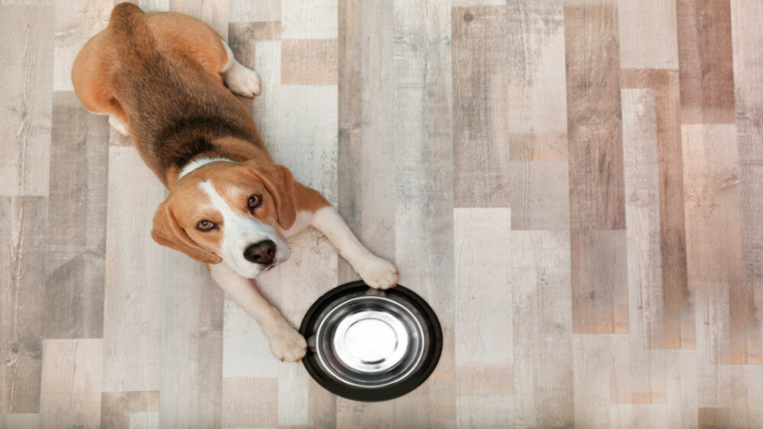 Menentukan makanan anjing terbaik