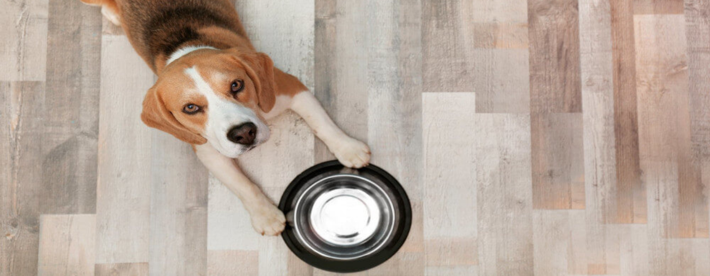 komposisi makanan anjing