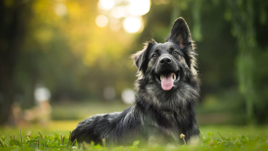 Makanan untuk Anjing dengan Pencernaan Sensitif