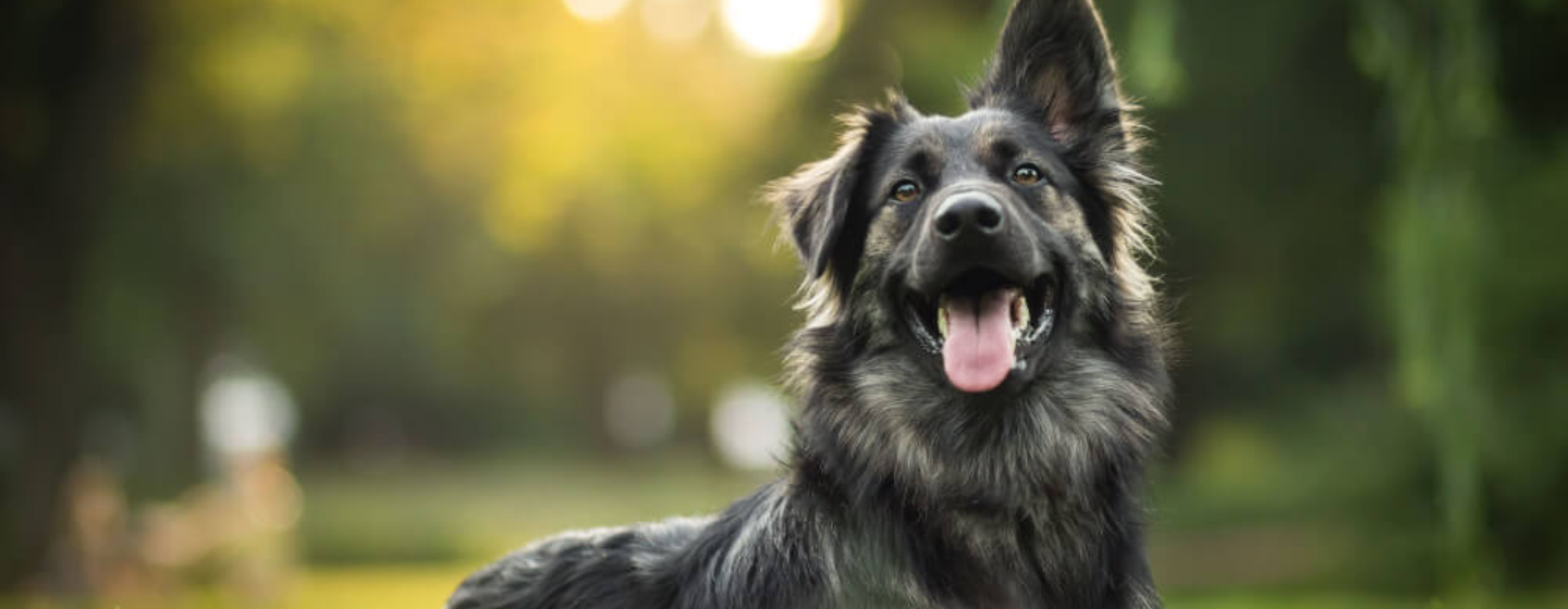 Makanan untuk Anjing dengan Pencernaan Sensitif